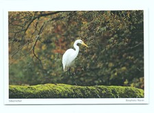 1 AK Silberreiher Reiher Schreitvogel Vogel - NEU !!! ::