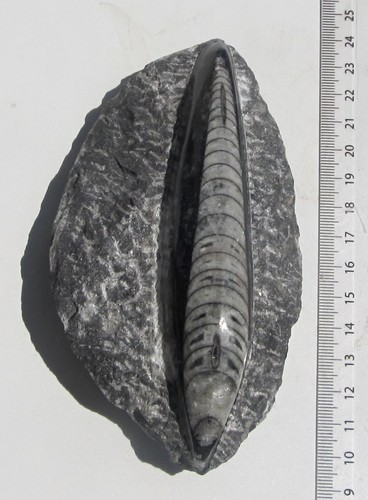 Orthoceras matrix platte - in,