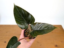 Philodendron squamicaule pink - philodendron,