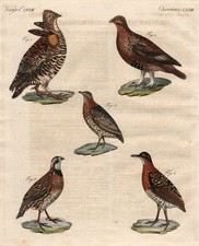 Huhn Hühner chicken Rebhuhn partridge Laufhuhn Vögel birds Vogel Bertuch 1800