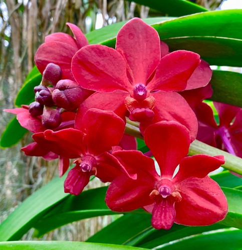Vanda red summer new - red,