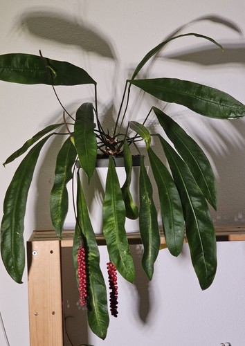Anthurium gracile beeren - anthurium,