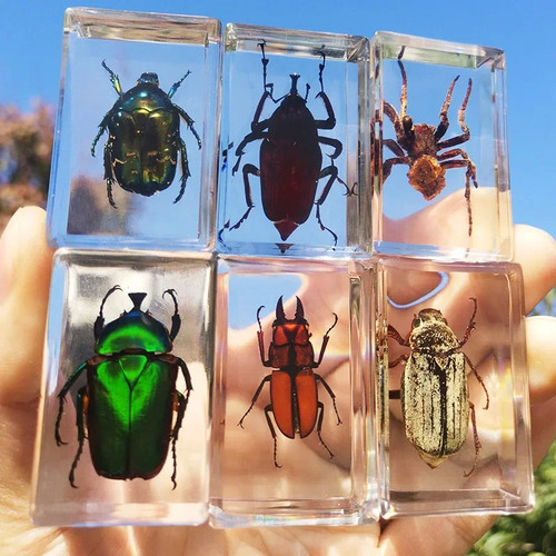 Echtes insektenpräparat harz - echtes,