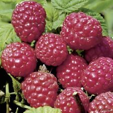 Himbeerpflanze vielen Sorten rot gelb schwarz im Topf Rubus idaeus winterhart