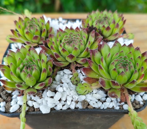 Sempervivum sea anemone - "sea,