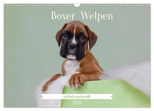 Boxer welpen einfach - welpen,