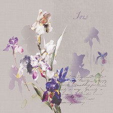IRIS BLUMEN AQUARELL SCHRIFT /