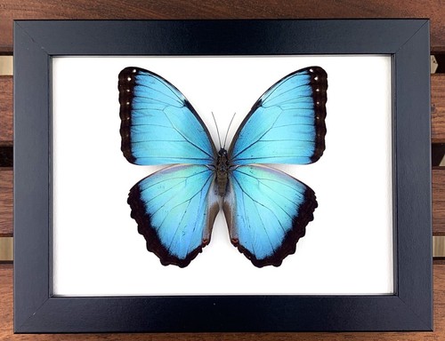 Echter schmetterling präparat - schmetterling,