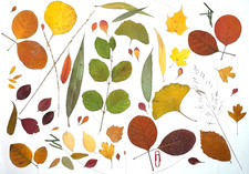 Herbarium getrocknete