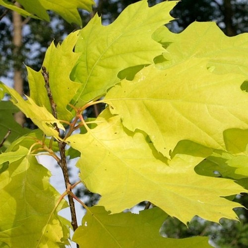 Gelblaubige roteiche aurea 150 - gelblaubige,
