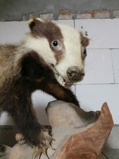 Dachs präpariert ausgestopft