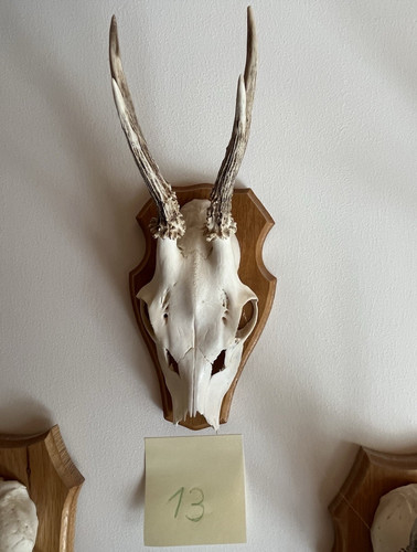 Rehbock gehörn auf - rehbock-gehörn,