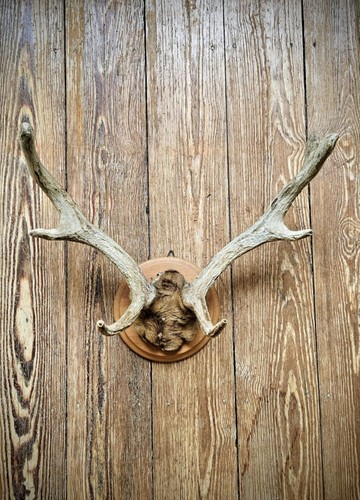 Hirschgeweih jagdtrophäe auf - jagdtrophäe,