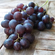 Kyoho veredelte Weinrebe blaue