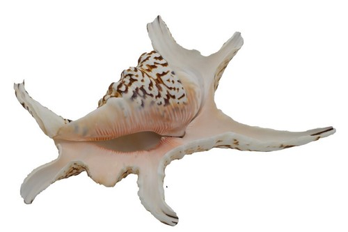 Echte muschel lambis chiragra - muschel,