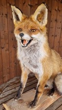 Fuchs Präparat Rotfuchs