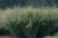 10 x Panicum virgatum 'Cloud Nine' (Ziergras/Gräser/Stauden) Rutenhirse