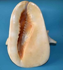 MUSCHEL - MUSCHELN - CASSIDAE