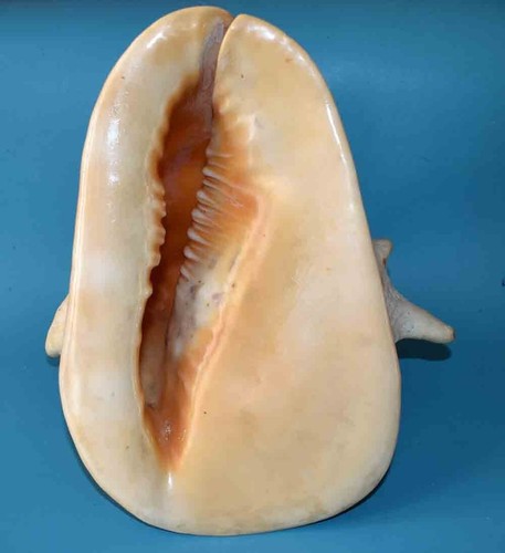 Muschel muscheln cassidae - muschel,