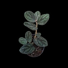 Pellonia pulchra, Terrarienpflanzen, Regenwald Terrarium, Rankpflanze, tropen