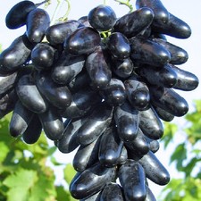Traube blau Datteltraube