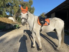 Eskadron Schabracken Set