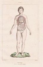 Anatomie humans anatomy Organe organs Menschen Stahlstich Guerin-Meneville 1838