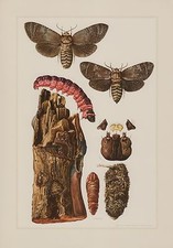 Holzbohrer Cossidae  Weidenbohrer Lepidoptera Farbdruck 1959 Schmetterlinge