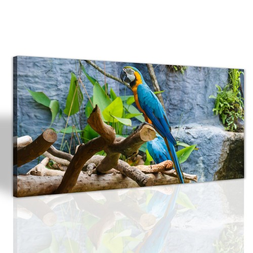 Papagei vogel natur wohnzimmer - vogel,