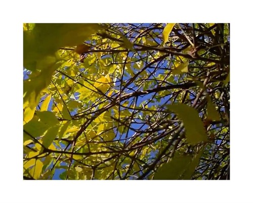 10x fraxinus chinensis - 10x,