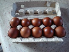 10 Bruteier reinrassiger