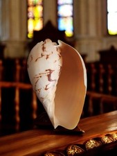  Antike Cassis Cornuta Muschel