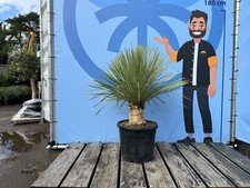 Sunny Tree - Yucca Rostrata -