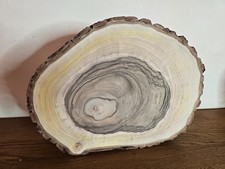 Nussbaum  Baumscheibe massiv