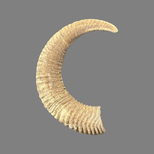 011cmu mufflon horn - mufflon,