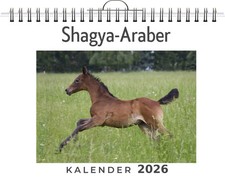 Shagya-Araber Finn Meier