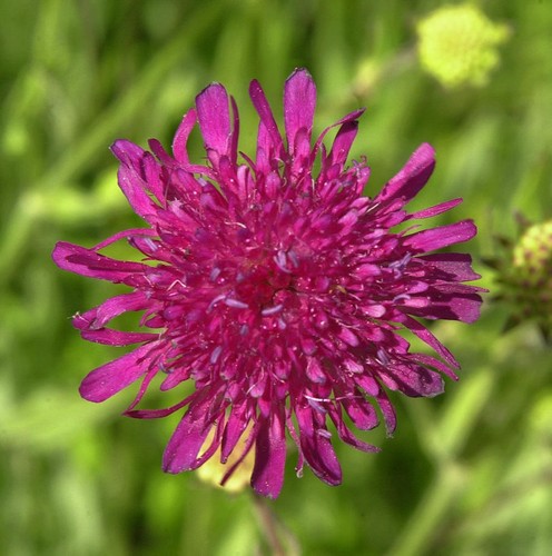 Witwenblume melton pastels - melton,