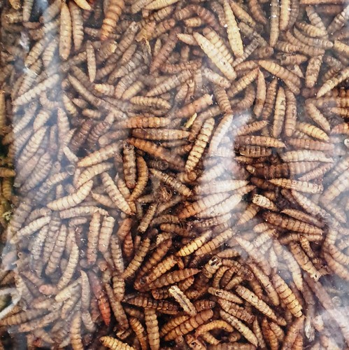 Soldatenfliegenlarven trocken