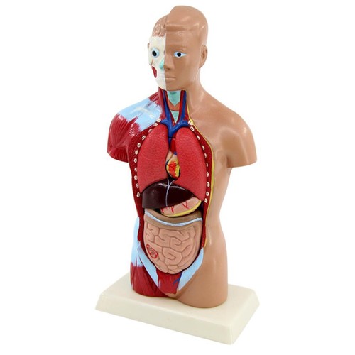 Menschlichen torso körper - menschlichen,