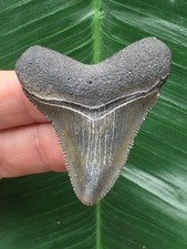 4,8 cm schön gerfärbter Zahn