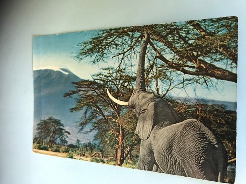 Ein elefant freier - ein,