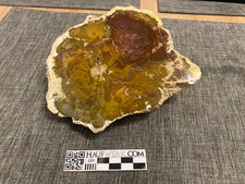 Fossiles Holz Araucaria aus Patagonien