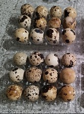 24x Frische Eier Von