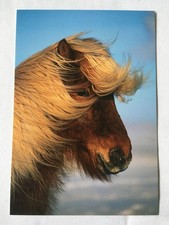 AK Postkarte Pferde, Island, Solarfilma, Isländer Fuchs