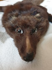 Echter Fuchs 120cm Pelz Fell