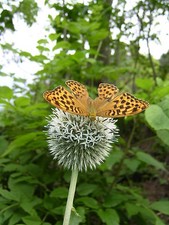 Echinops sphaerocephalus GROSSE KUGELDISTEL 30 Samen Wildstaude