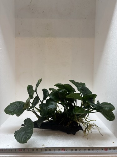 Anubias auf wurzel robuste - auf,