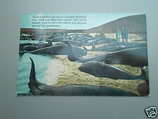 AK Walfang Wal -  South Welfleet Cape cod  baleine whale (40)