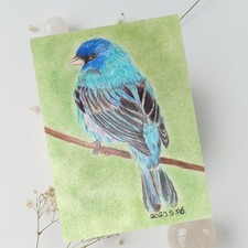 Vogel Zeichnung Original