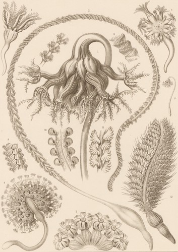 Ernst haeckel kunstformen - ernst,